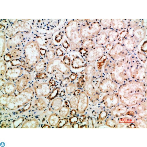 NTF3 / Neurotrophin 3 Antibody