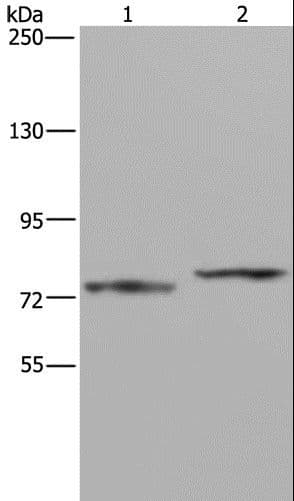 AATF Antibody