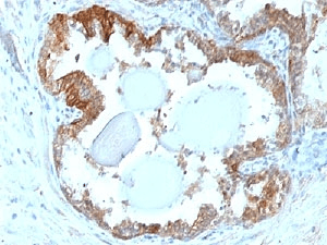 Monoclonal Mouse anti-Human HSPB1 / HSP27 Antibody (clone G3.1, Ready-to-Use, IHC, IF, WB)