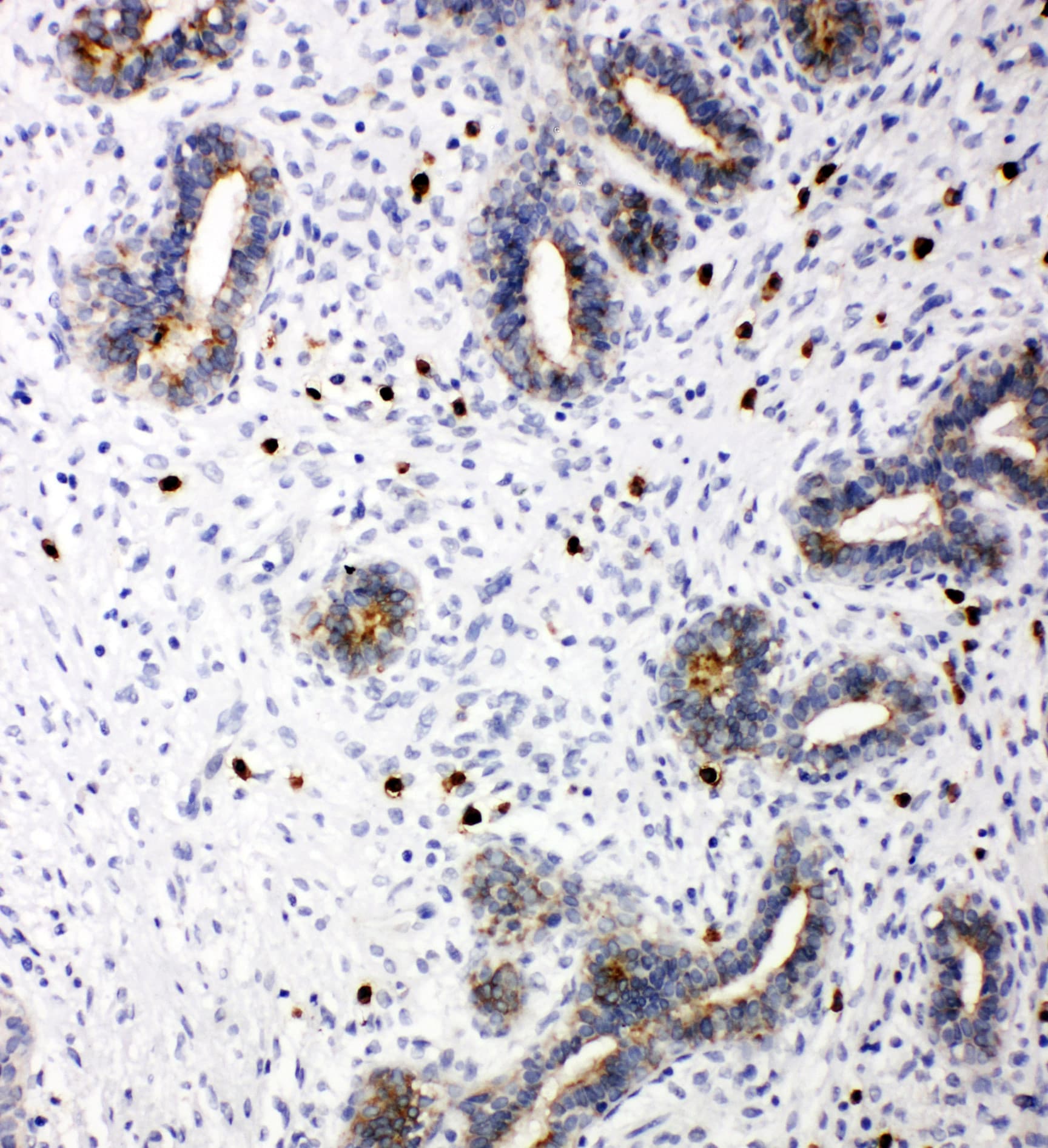 TICAM1 / TRIF Antibody (aa692-712)