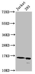 HIST1H3A Antibody