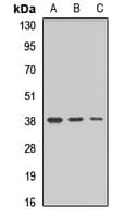 Polyclonal Rabbit anti-Human MARCH9 Antibody (WB)