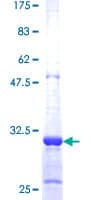 Human SLMO1 Protein (Recombinant GST)