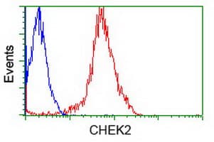 Monoclonal Mouse anti-Human CHEK2 / CHK2 Antibody (clone OTI5C7, IHC, WB)