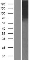 NELL1 Protein (Over-Expression Lysate Myc-DDK (Flag))