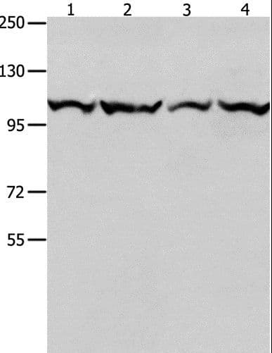 MCM3 Antibody