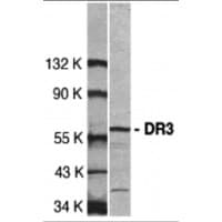 TNFRSF25 / DR3 Antibody
