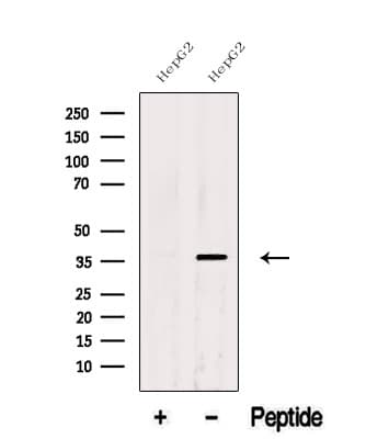 ATOH1 / MATH-1 Antibody