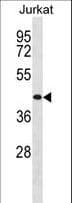TRH Receptor / TRHR Antibody (aa209-238)