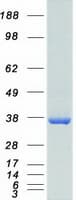 Human HEY1 Protein (Recombinant Myc-DDK (Flag))