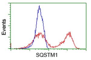 SQSTM1 Antibody (clone OTI4C8)