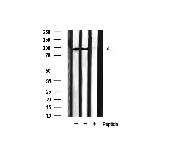 HSP90AB1 / HSP90 Alpha B1 Antibody
