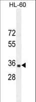 B3GNT4 Antibody (aa233-260)