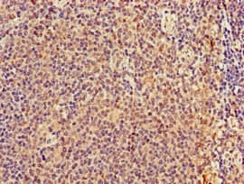 TMEM11 Antibody