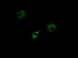PIK3CG / PI3K Gamma Antibody (clone OTI6G5, Carrier-free)