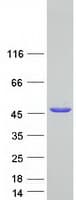 Human SEC14L4 Protein (Recombinant Myc-DDK (Flag))