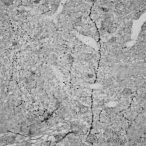 RHOA Antibody (aa100-150)