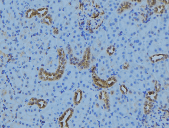CEP72 Antibody