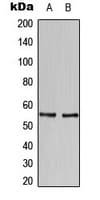 HBP1 Antibody (C-Terminus)