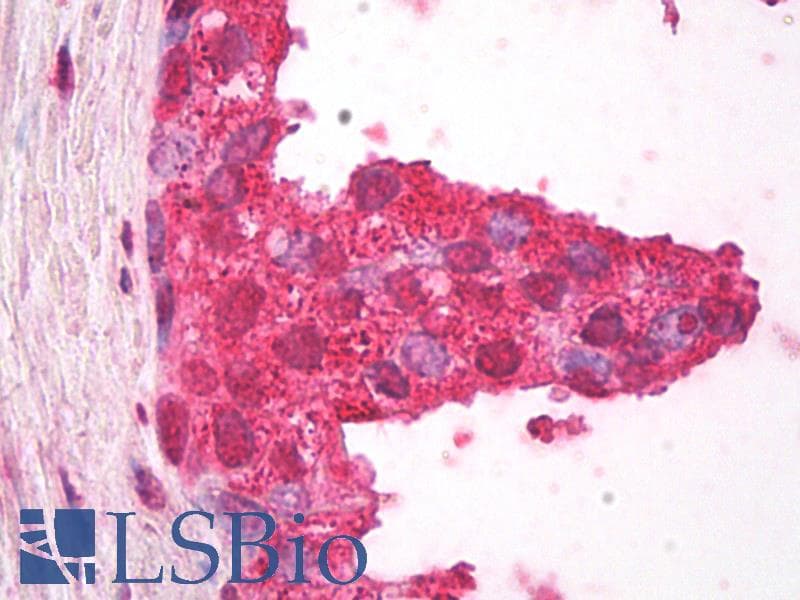 IHC-plus™ Polyclonal Rabbit anti-Bovine Ubiquitin Antibody (IHC, IF, WB)