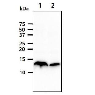 CSTA / Cystatin A Antibody (clone AT1B12)