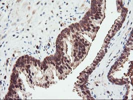 PSMA4 Antibody (clone OTI4B8, Carrier-free)