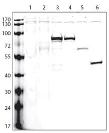 Polyclonal Rabbit V5 Tag Antibody (WB)