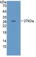 CD55 Antibody (aa47-286)