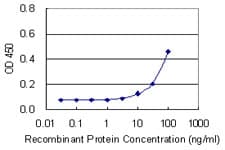 Monoclonal Mouse anti-Human CDO1 / Cysteine Dioxygenase Antibody (clone 4B4, WB)