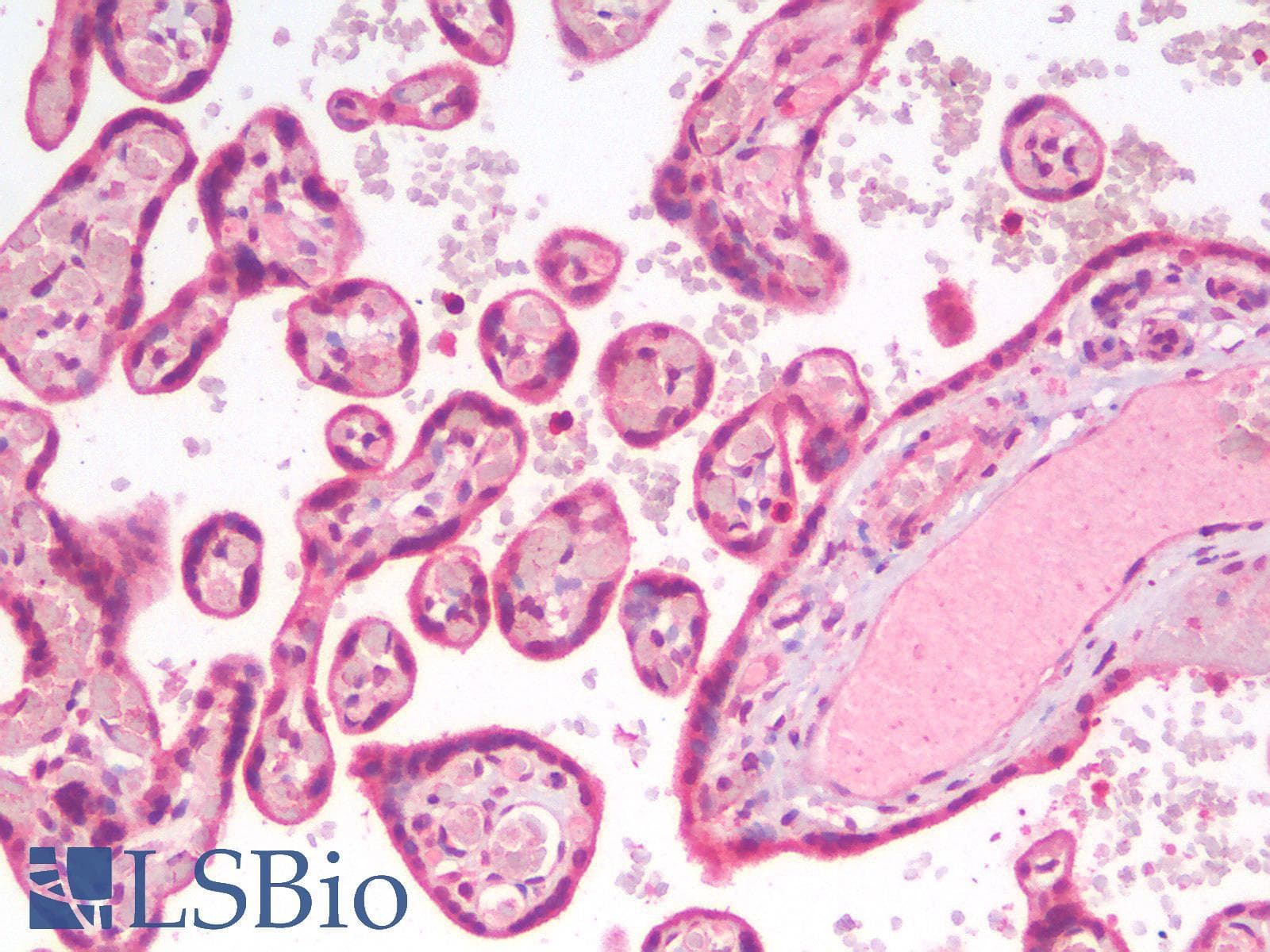 IHC-plus™ ERG Antibody