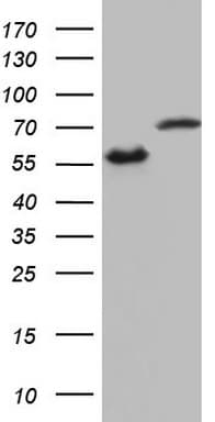 HNRNPL / hnRNP L Antibody (aa270-502, clone OTI2E4)