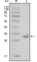 Monoclonal Mouse anti-Human F2R / Thrombin Receptor / PAR1 Antibody (clone 6A7H10, WB)