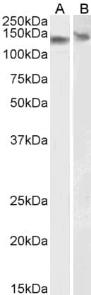 IHC-plus™ DDB1 Antibody (aa1128-1140)