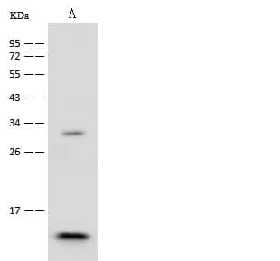 Polyclonal Rabbit anti-Human HIST1H4A Antibody (WB)