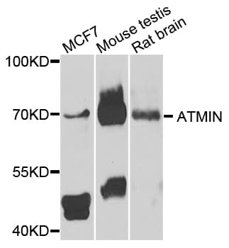 ATMIN Antibody