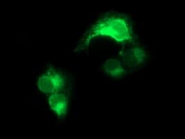 CD163 Antibody (clone OTI3C4)
