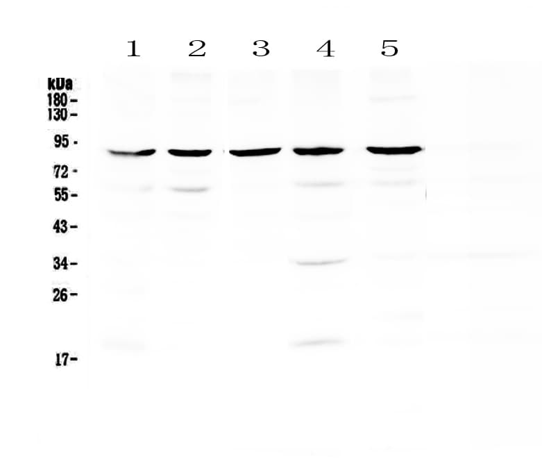 NOX4 Antibody