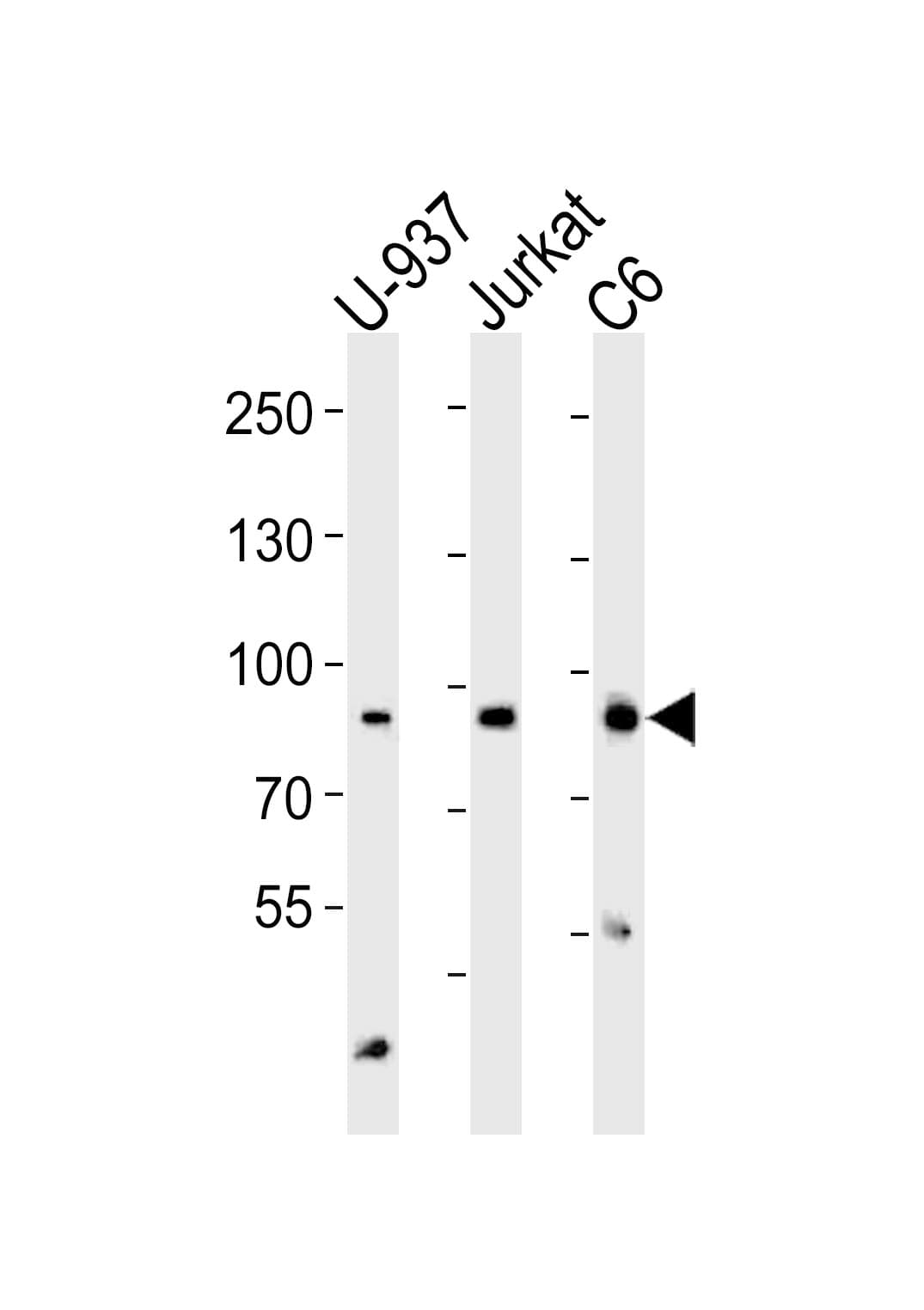 PIK3R1 / p85 Alpha Antibody (aa337-370)