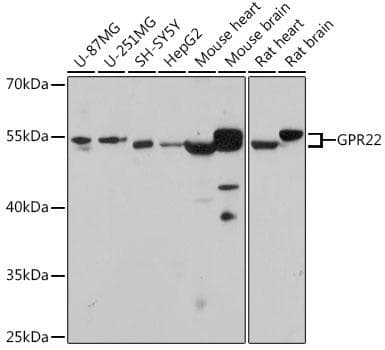 GPR22 Antibody
