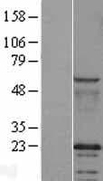 CAV2 / Caveolin 2 Protein (Over-Expression Lysate Myc-DDK (Flag))
