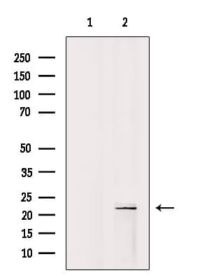 ARL4C Antibody