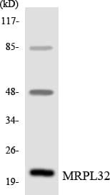 MRPL32 Antibody (aa92-141)