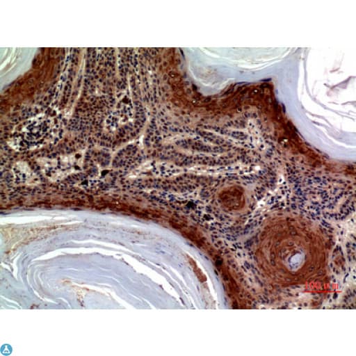 CCL27 Antibody