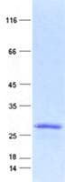 Human LRRC3C Protein (Recombinant His, N-Terminal)