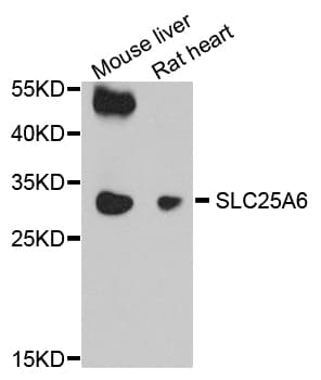 SLC25A6 / ANT3 Antibody
