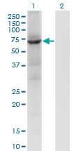 Monoclonal Mouse anti-Human PTPN9 / MEG2 Antibody (clone 2F12, WB)