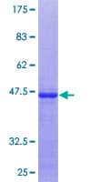 Human U2AF1 Protein (Recombinant GST, N-terminus)