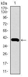 SLC2A4 / GLUT-4 Antibody (Amino Acid: 224-353, clone 3G10A3)