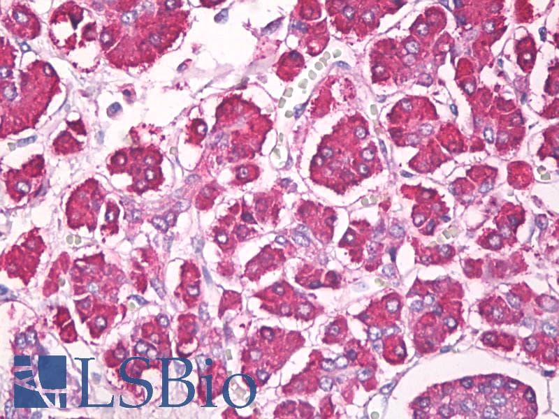 IHC-plus™ REG1 / Regenerating Islet-Derived 1 Antibody (aa21-36)