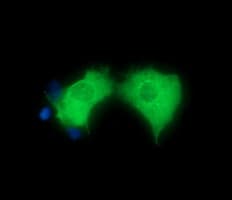 HRS / HGS Antibody (clone OTI3H7)